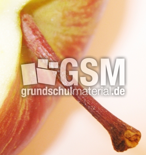 Apfel-Stängel-1.jpg